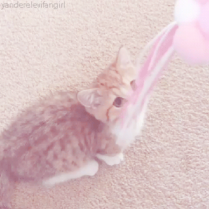 Котик с ленточкой